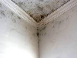 Best Mold Damage Restoration  in Orange Lake, NY